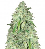 Girl Scouts Cookie Fast