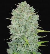 Original Auto Northern Lights