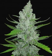 Original Auto Sour Diesel