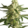 White Diesel Haze Automatic