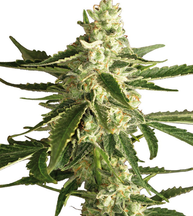 White Diesel Haze Automatic