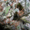 Indica Champions