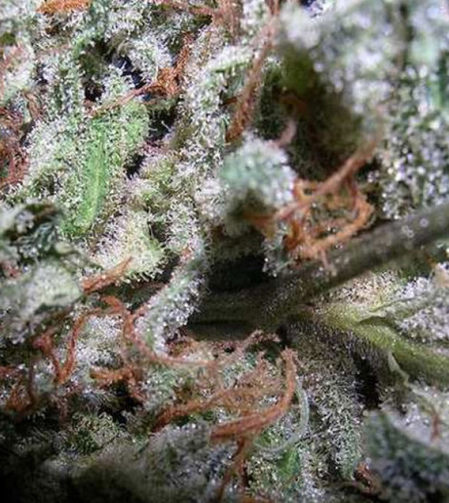 Indica Champions