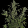 60 Day Lemon