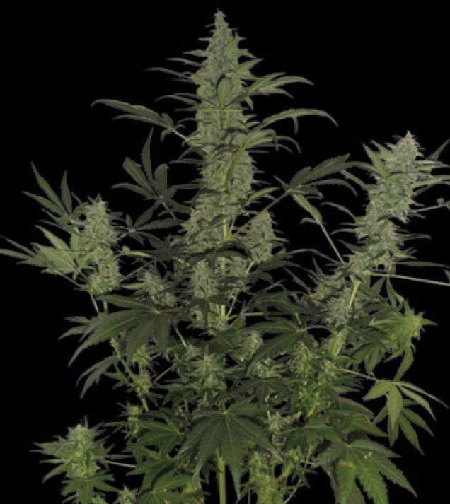 60 Day Lemon