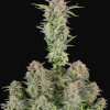Bruce Banner Auto