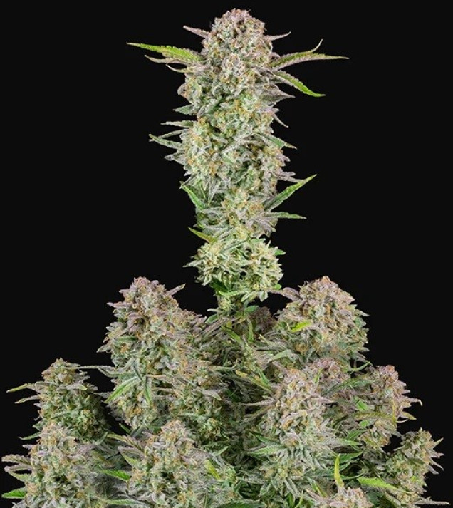Bruce Banner Auto