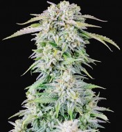 Original Afghan Kush Auto