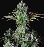 Original Big Bud Auto