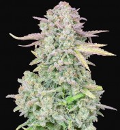 Original Trainwreck Auto