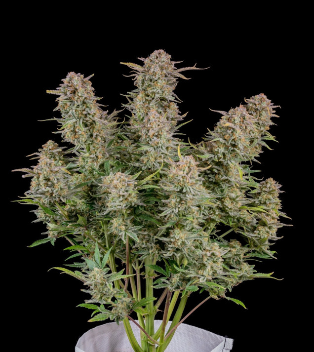 Bruce Banner Auto