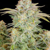 Bruce Banner Auto