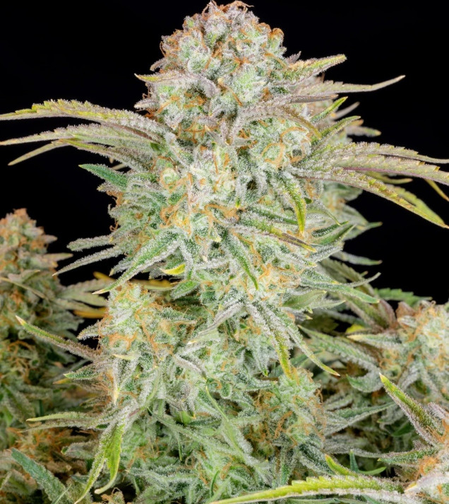 Bruce Banner Auto