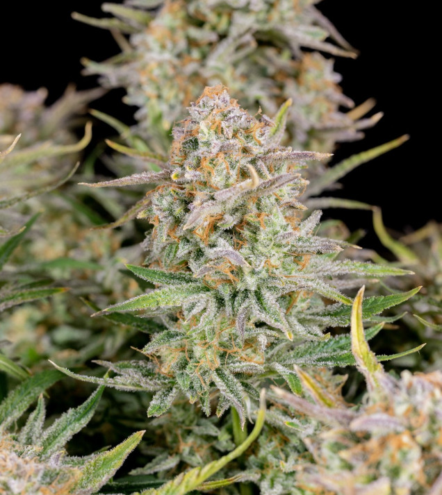 Bruce Banner Auto