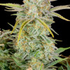 Bruce Banner Auto