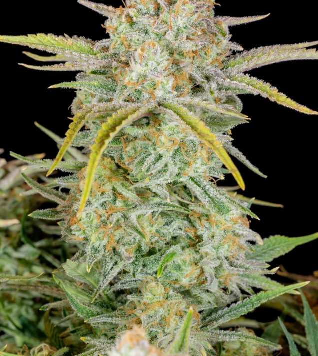 Bruce Banner Auto