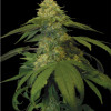 Holy Grail Kush