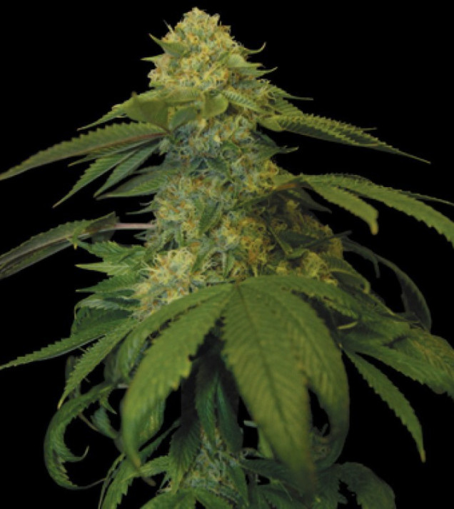Holy Grail Kush