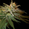 Kushberry