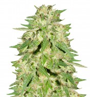 Northern Light x Big Bud Auto