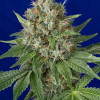 Og Kush
