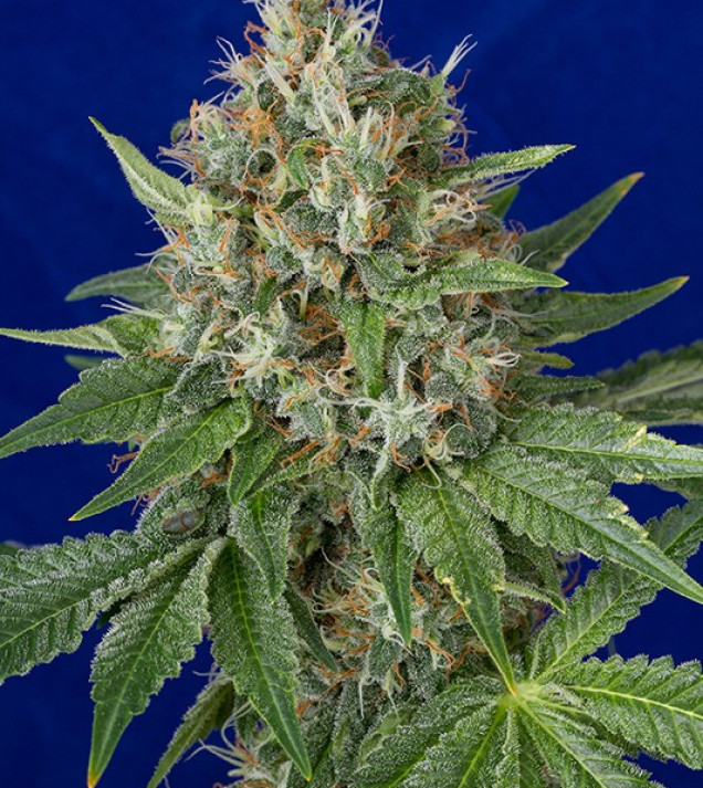 Og Kush