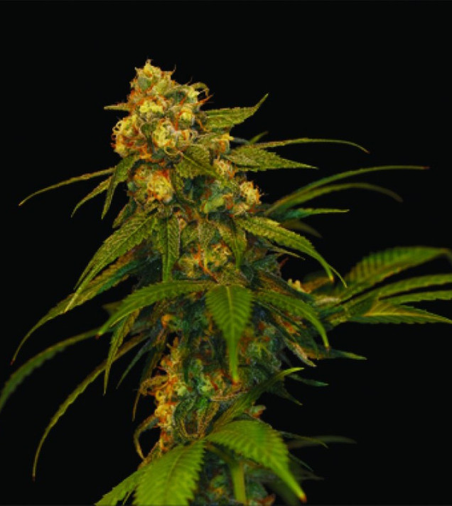 Lemon Og Kush