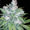 Kandy Kush