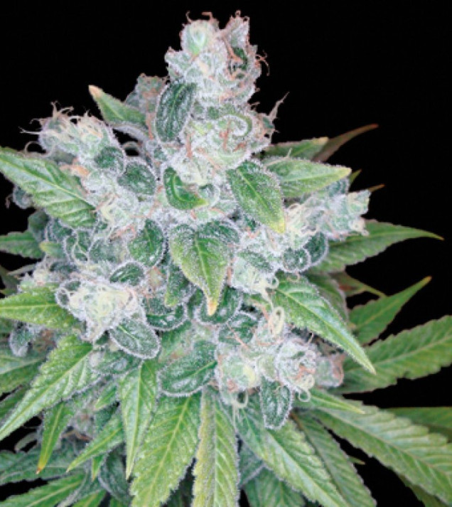 Kandy Kush
