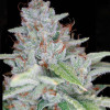 Skywalker Kush