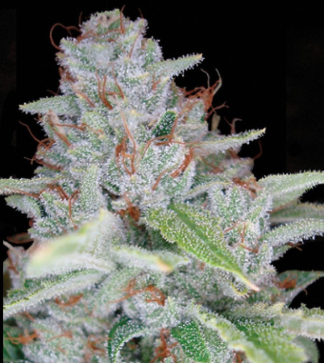 Skywalker Kush