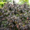 White Runtz Fast Flowering