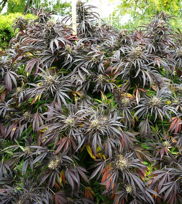 White Runtz Fast Flowering