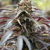 White Runtz Fast Flowering
