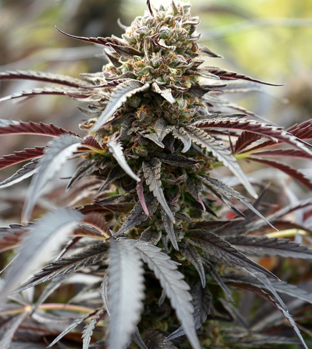 White Runtz Fast Flowering