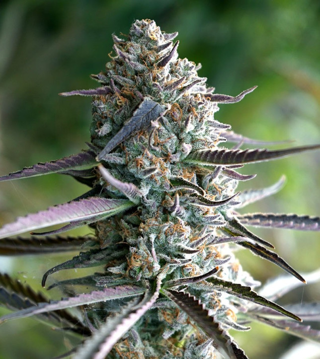 Runtz Fast Flowering