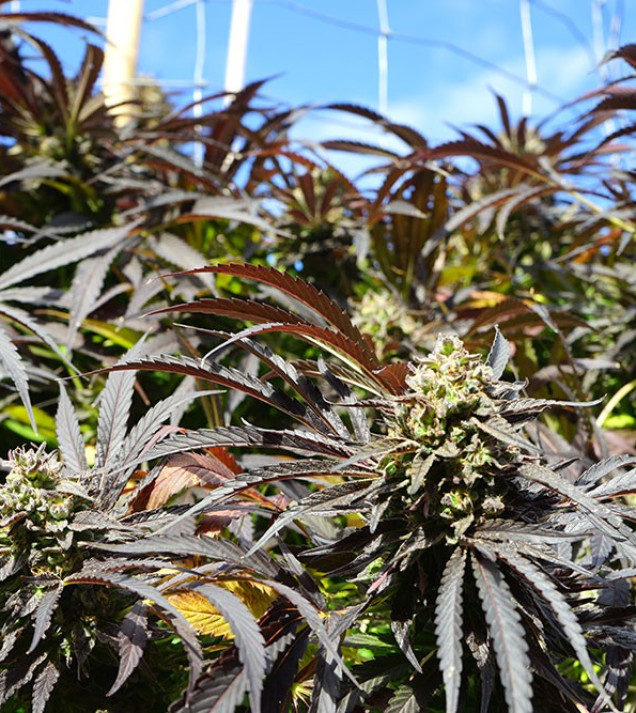 Runtz Fast Flowering