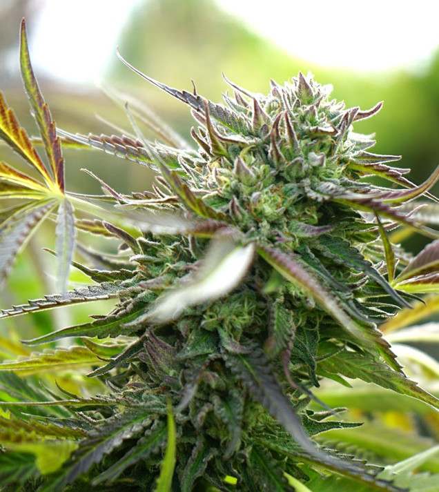 Pineapple Chem Auto
