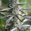 Pineapple Chem Auto