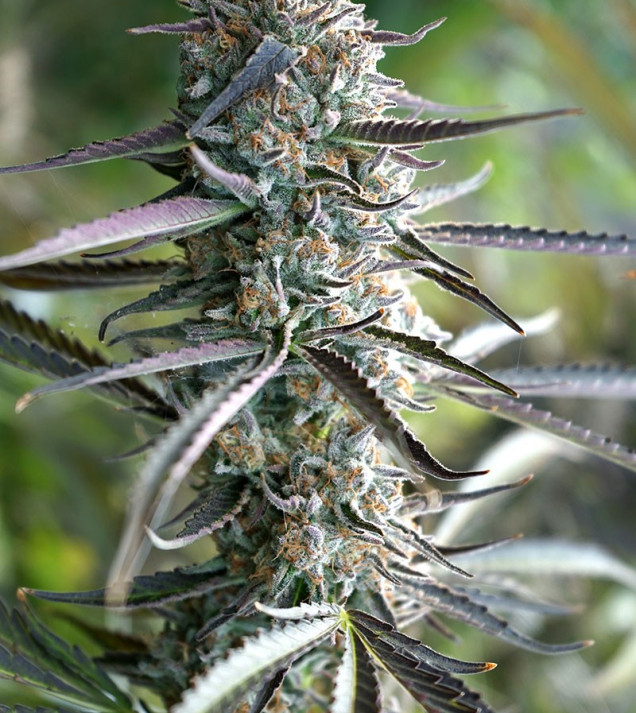 Pineapple Chem Auto