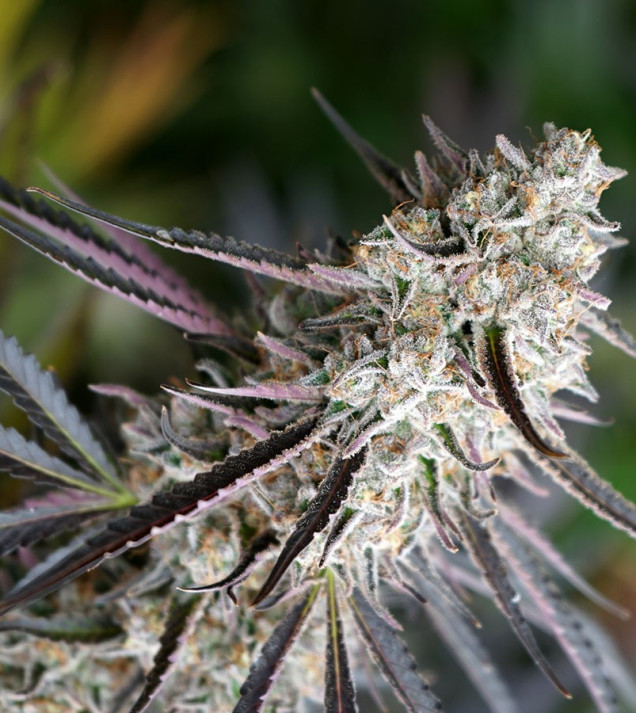 Peanut Butter Breath Fast Flowering