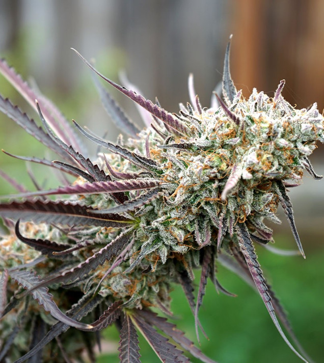 Ice Cream Cake Fast Flowering