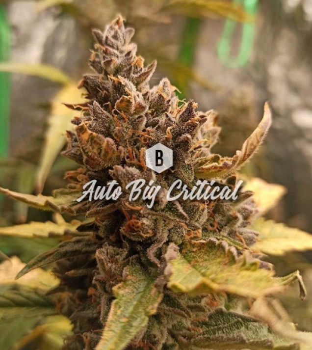 Auto Big Critical