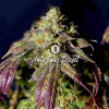Auto Sour Diesel