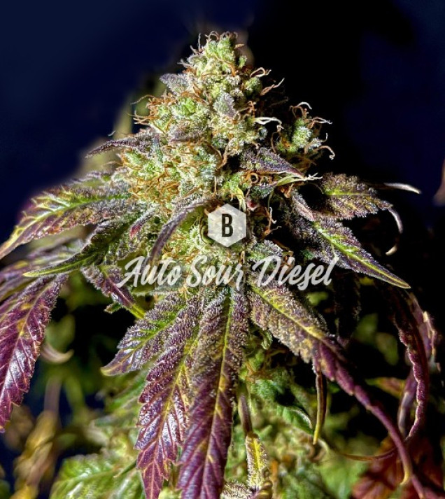 Auto Sour Diesel