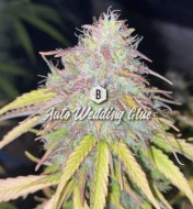 Auto Wedding Glue