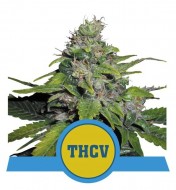 Royal THCV