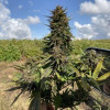 Seedsman CBG 1