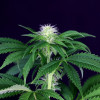 Seedsman CBG 1