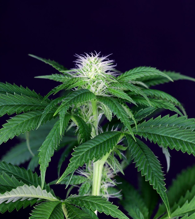 Seedsman CBG 1